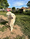 Maggie - Photo 3