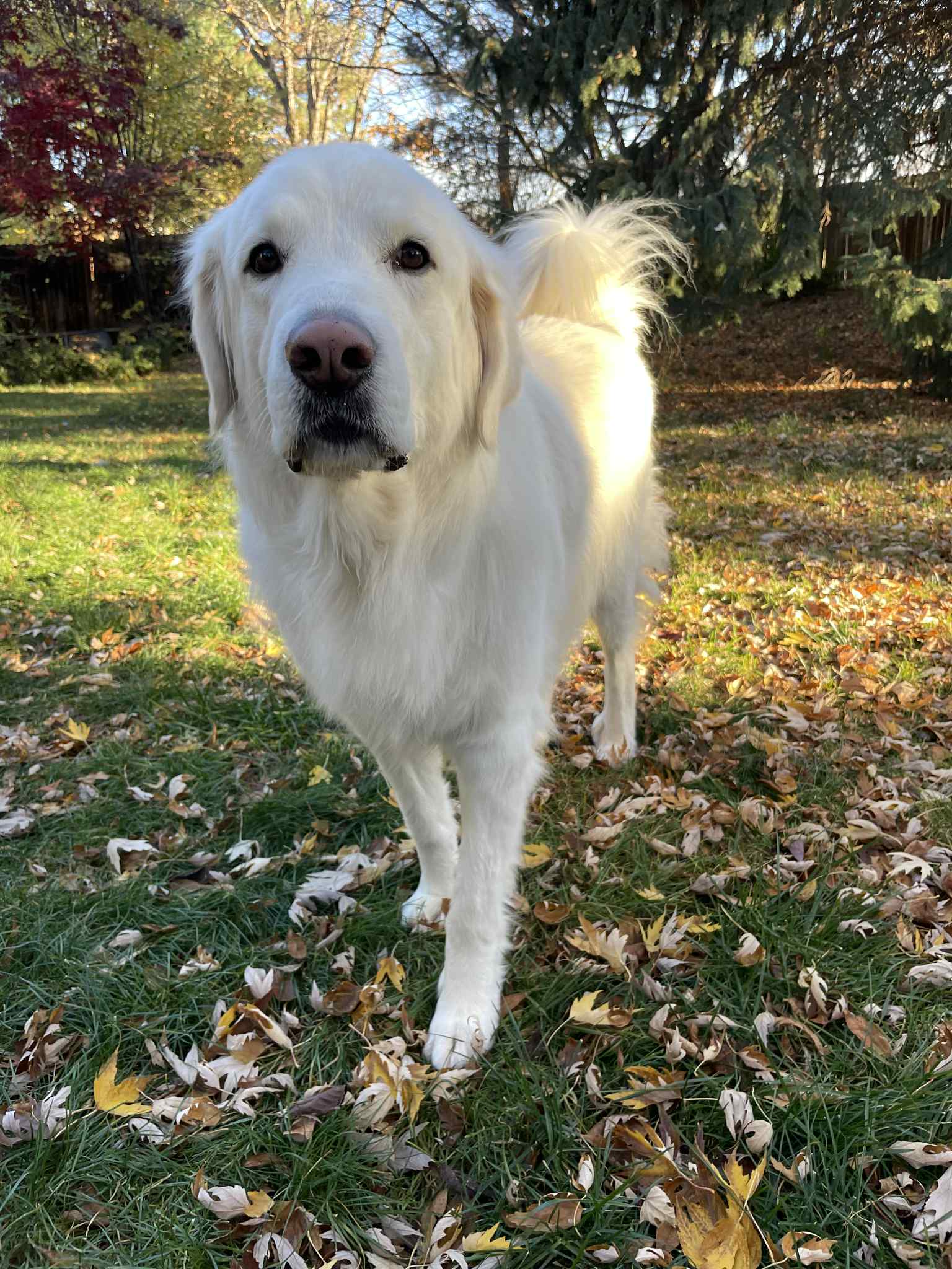 Maggie - Great Pyrenees