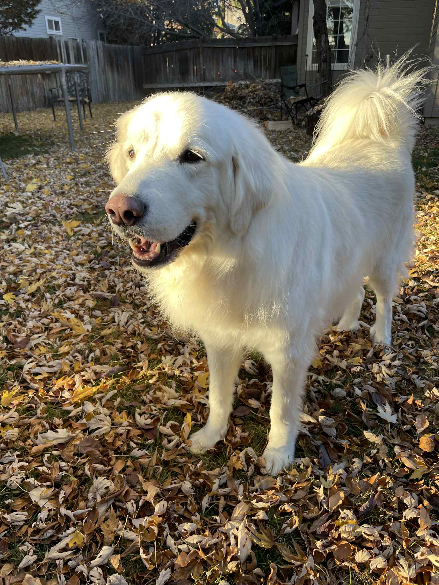 Maggie image 2