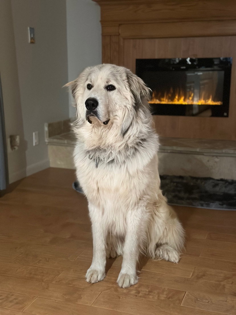 Maximus