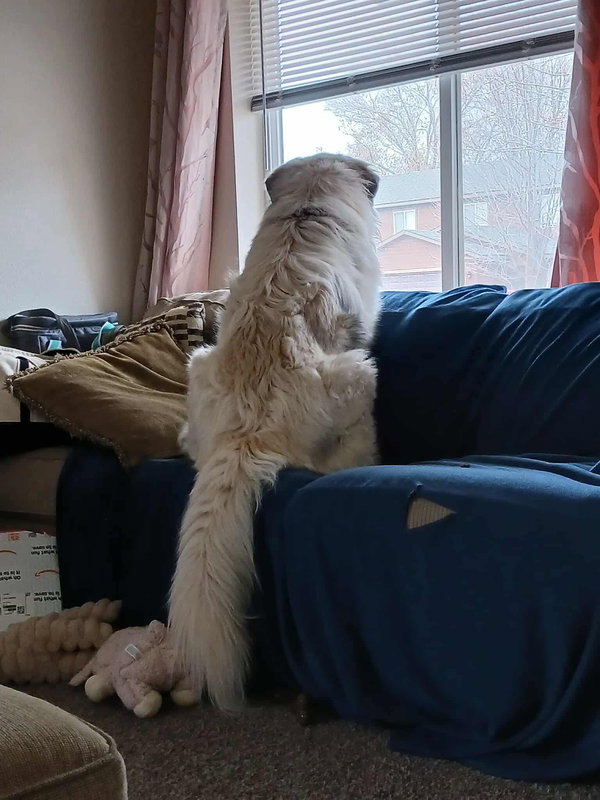 Maximus