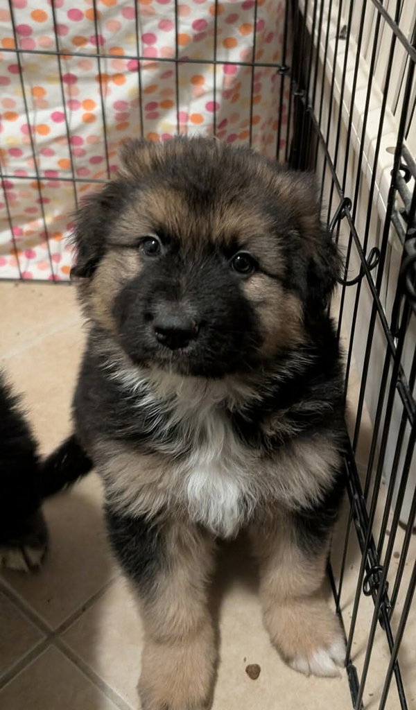 Mufasa
