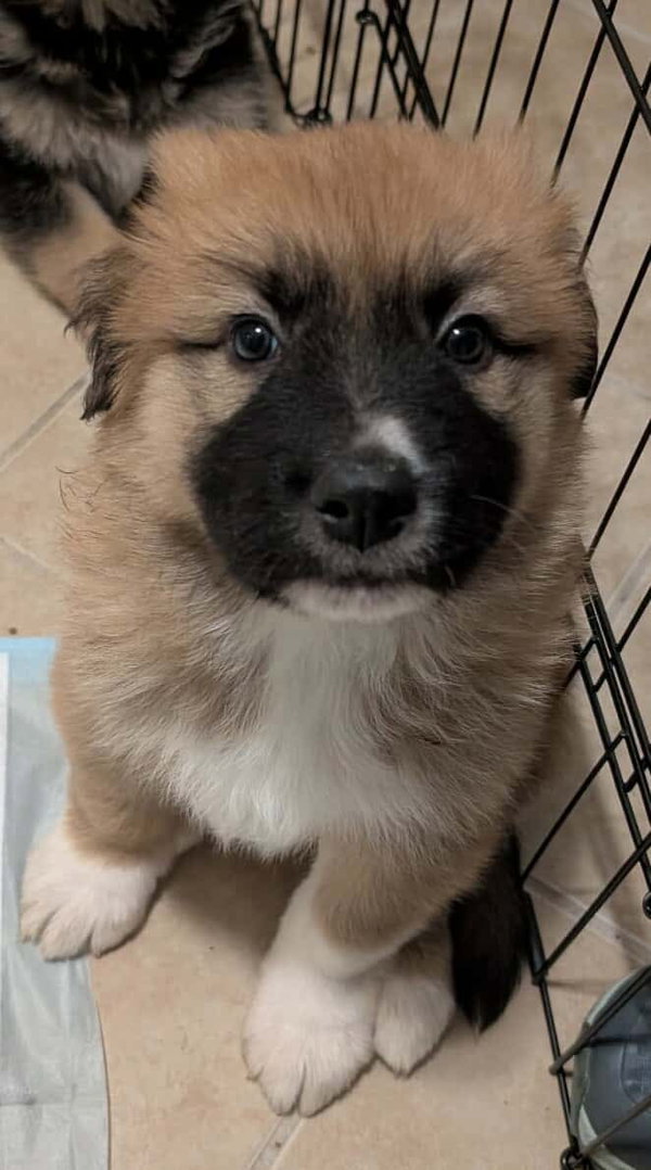 Pumba