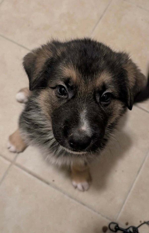 Simba