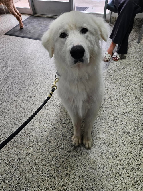 Millie, an adoptable Great Pyrenees in Bountiful, UT