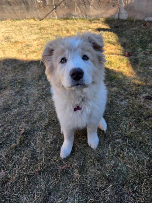 picture of the dog needing adoption
