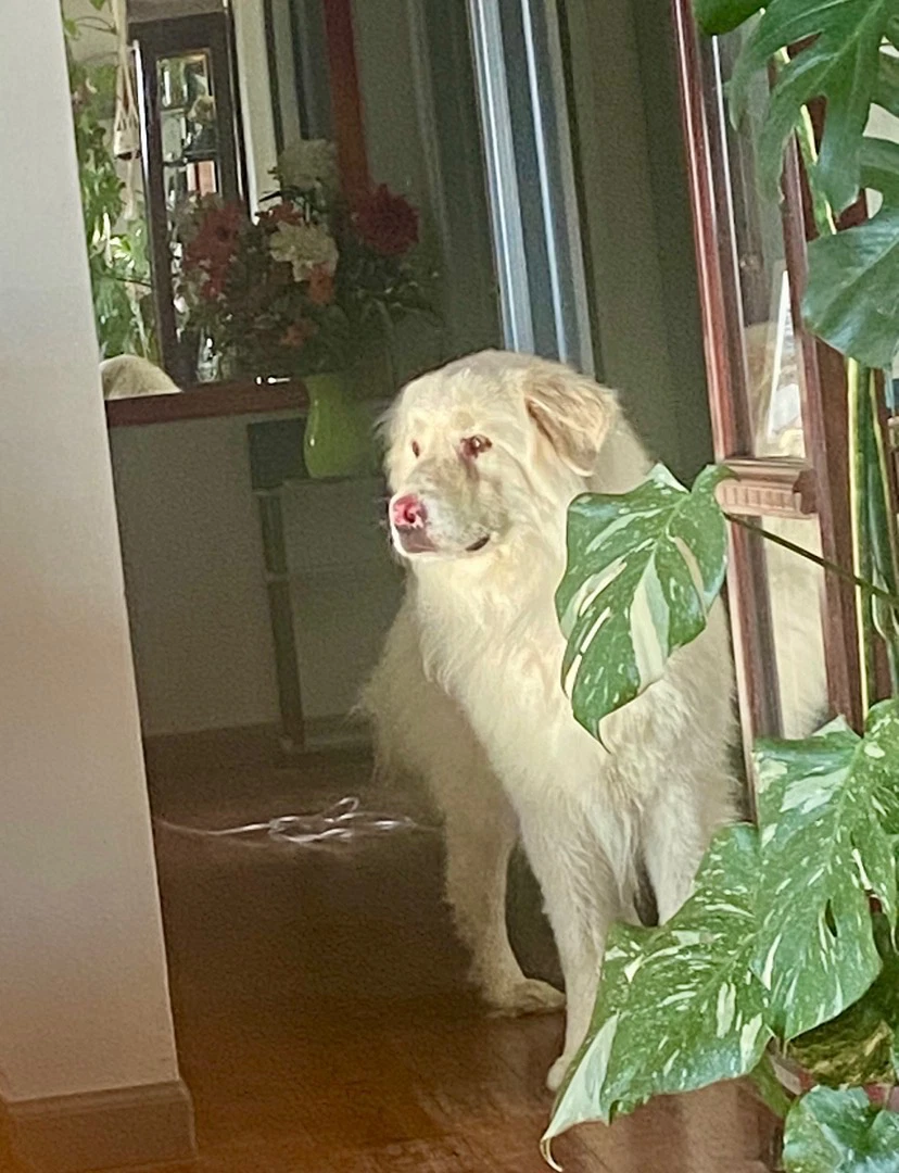 Apollo