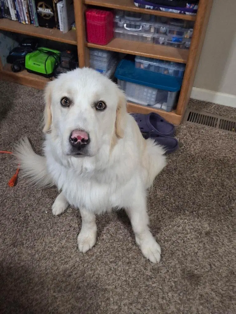 Stryker - Great Pyrenees