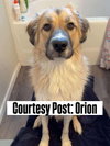 OS Orion