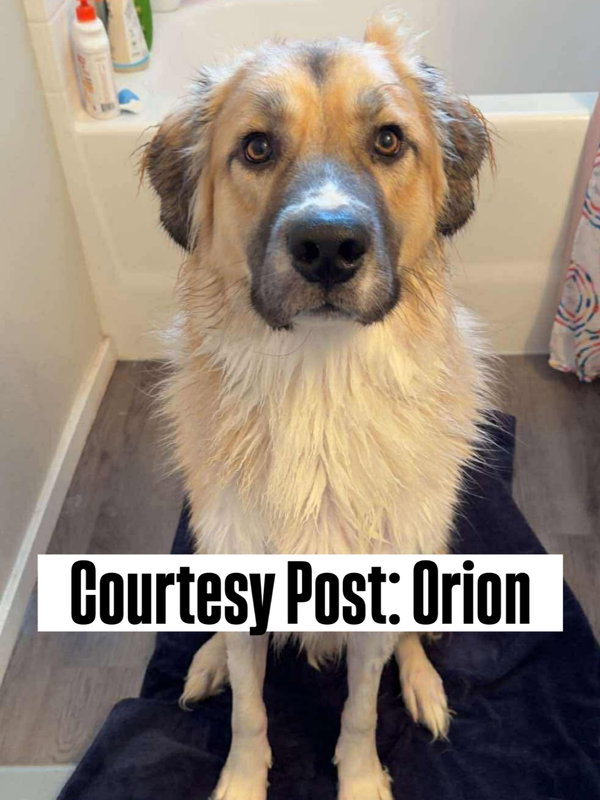 OS Orion