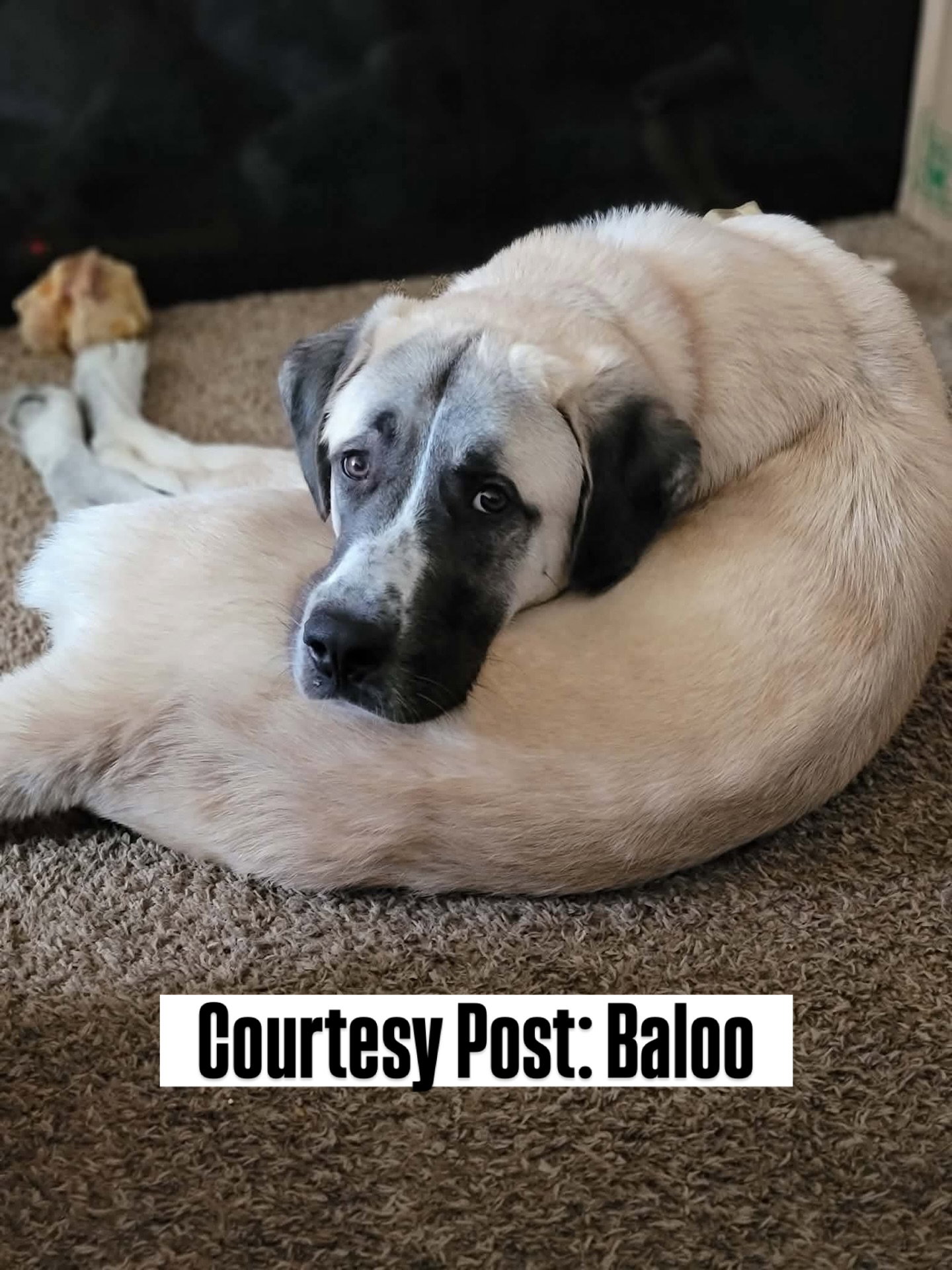 OS Baloo Image