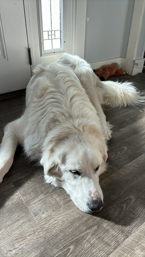 CO TUESDAY - Great Pyrenees available for adoption
