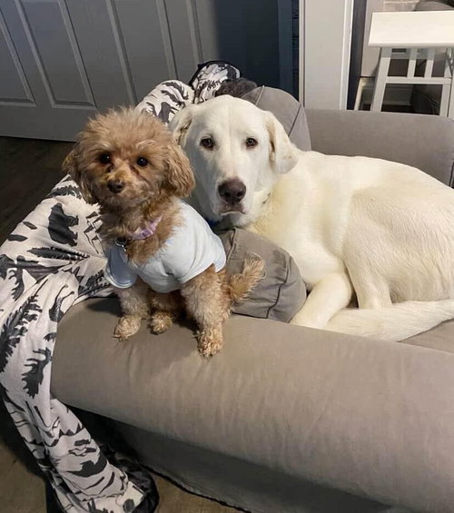OS WHISKEY - Great Pyrenees available for adoption