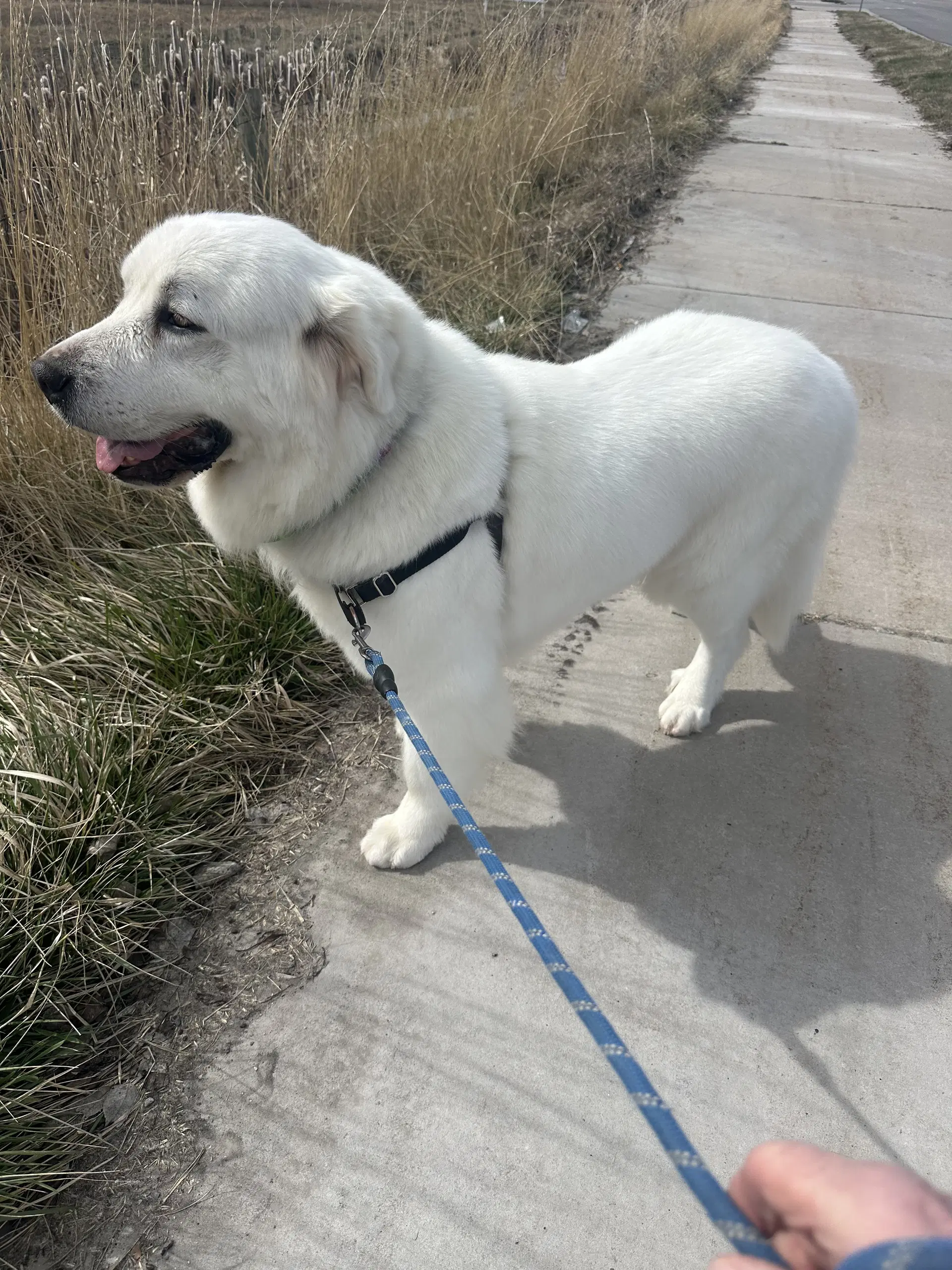 Miss Lucy - Great Pyrenees