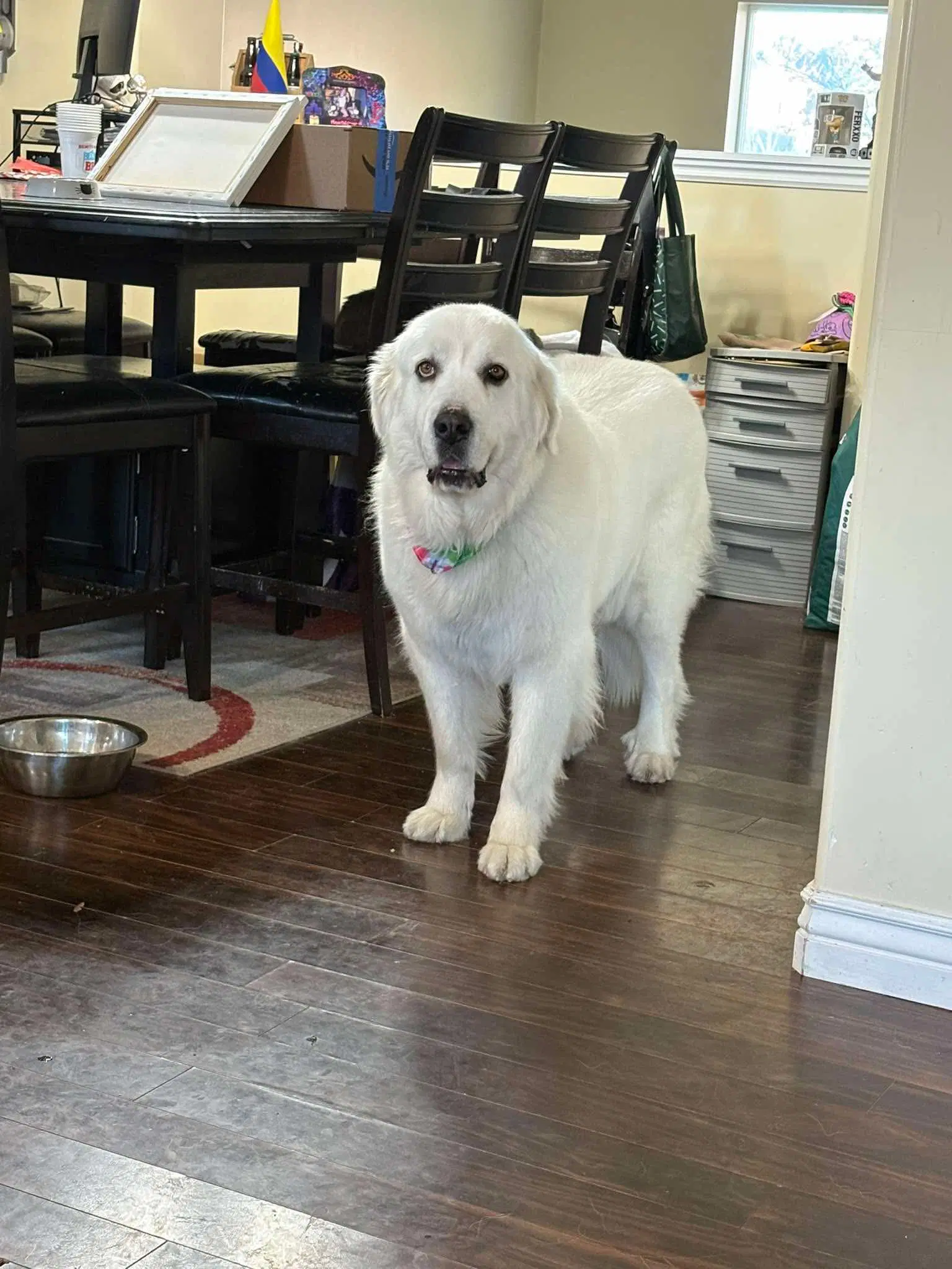 Miss Lucy image 4