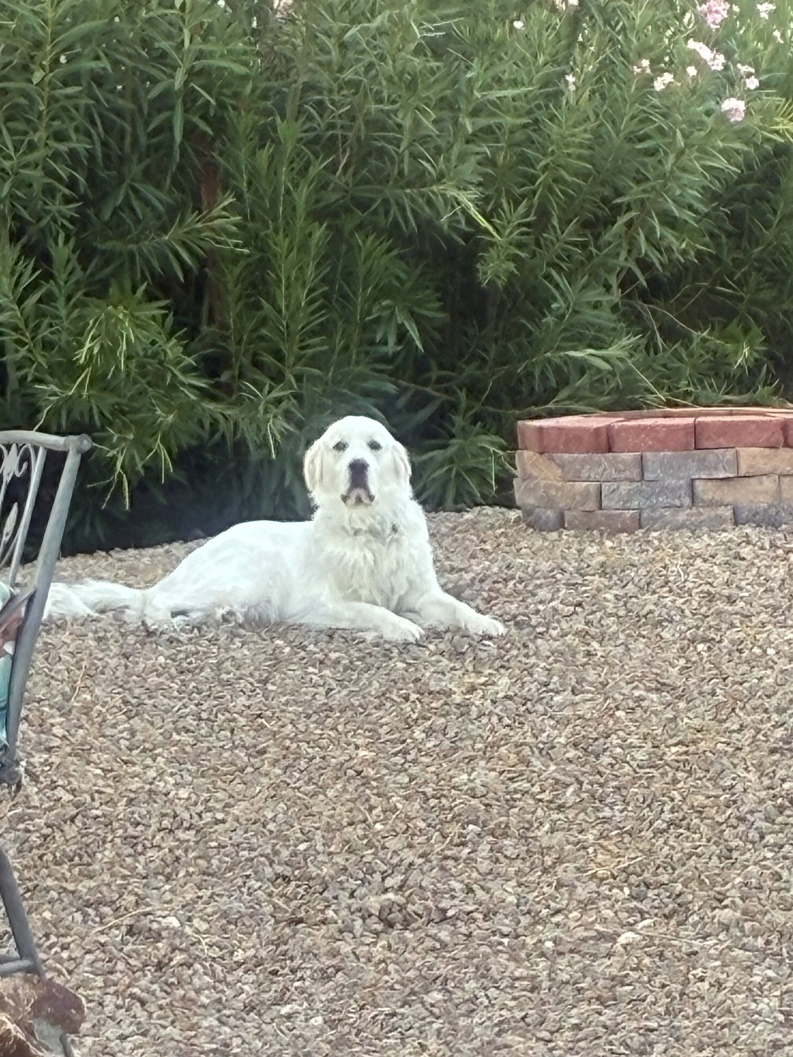 Miss Lucy, photo 11