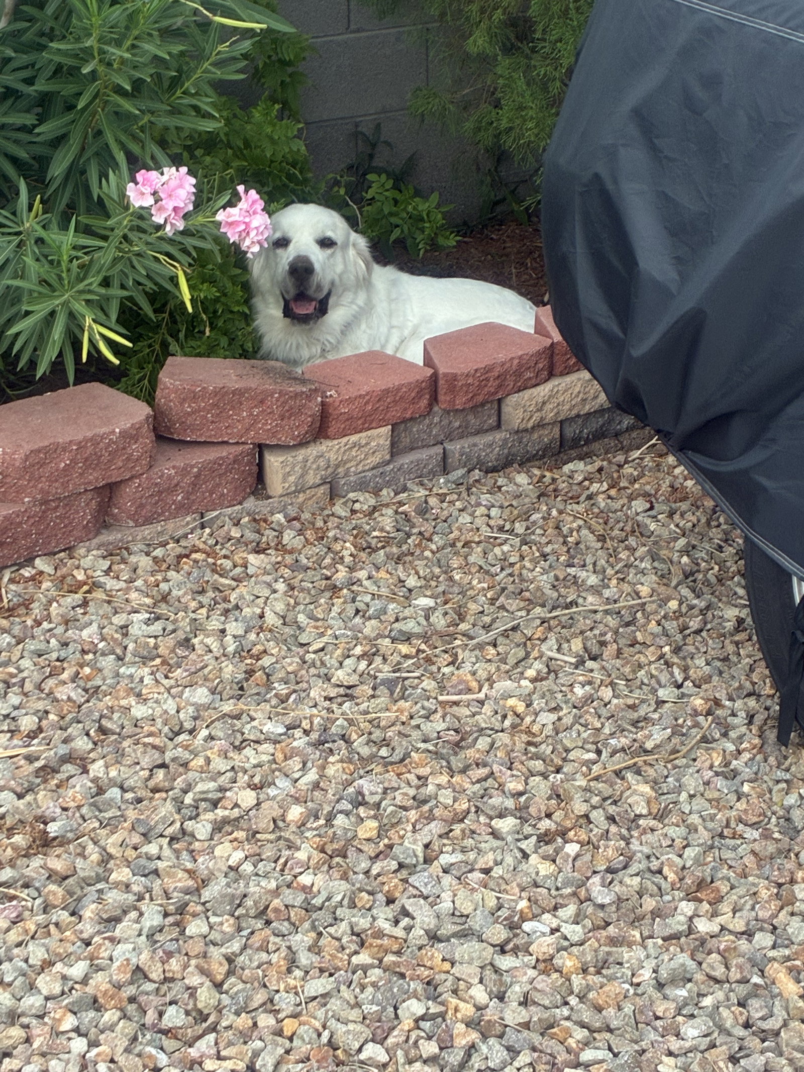 Miss Lucy, photo 12