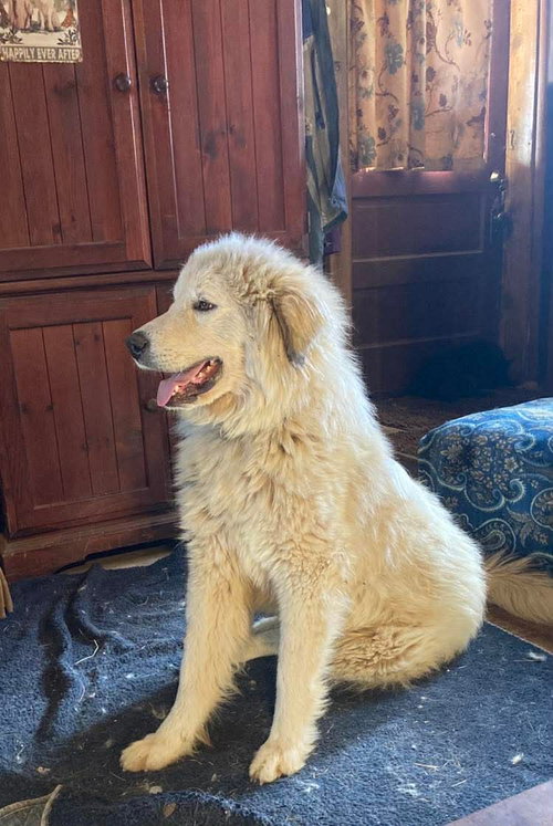 Flora, an adoptable Great Pyrenees in Bountiful, UT
