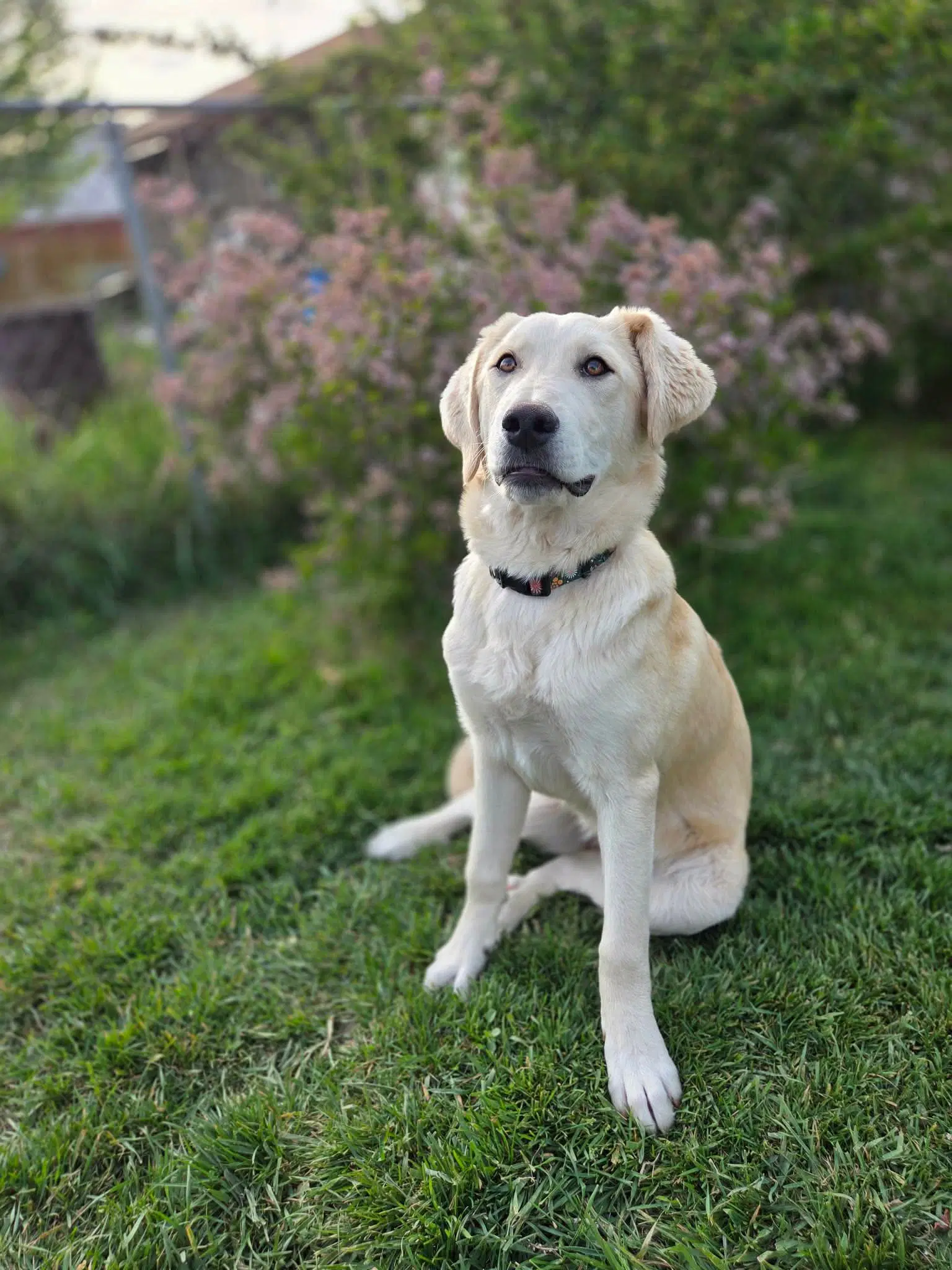 Ambrosia - Great Pyrenees