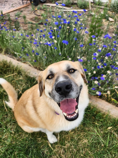 Cinnamon sr, an adoptable Great Pyrenees in Bountiful, UT