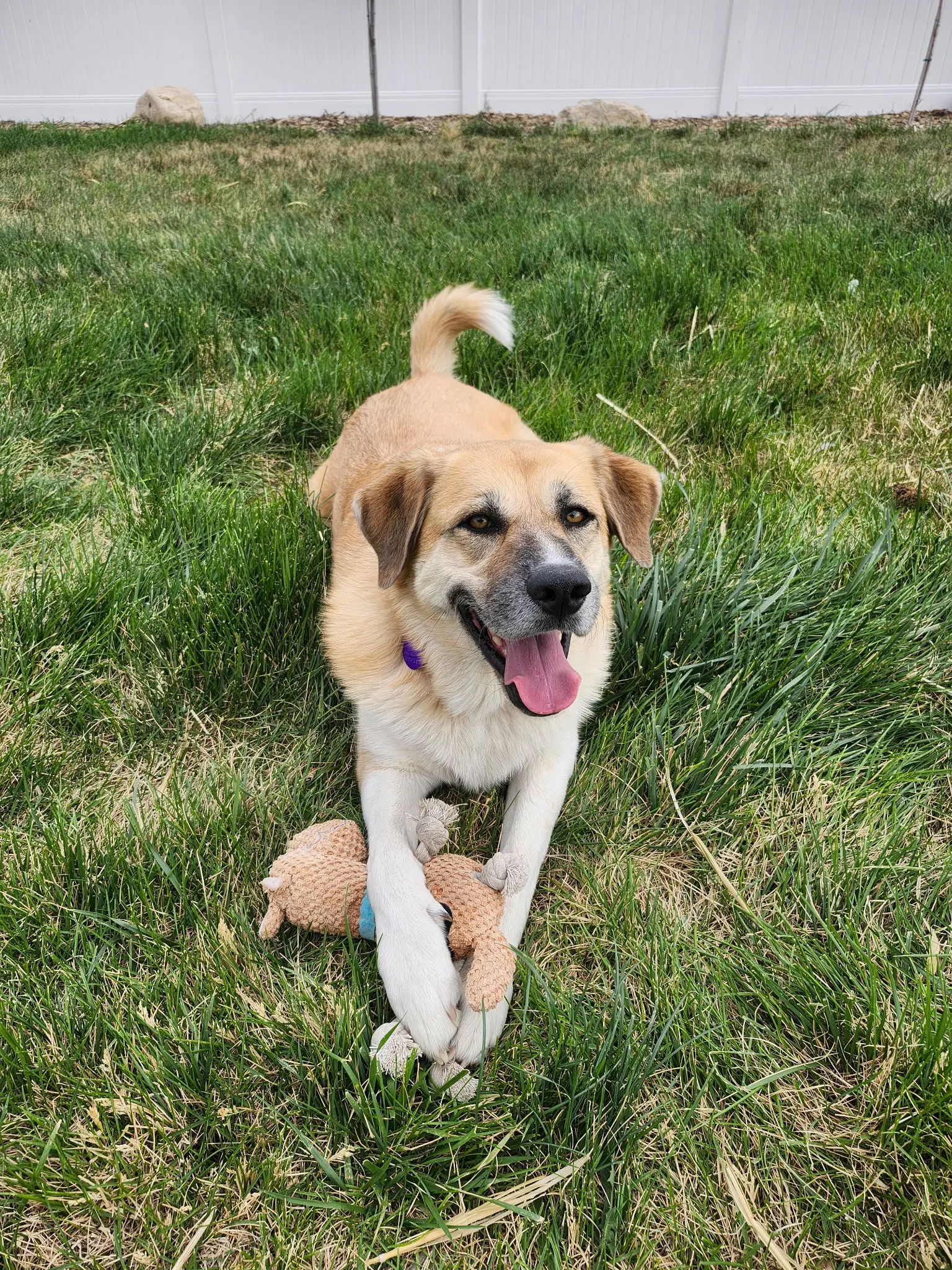 Cinnamon Sr image 4