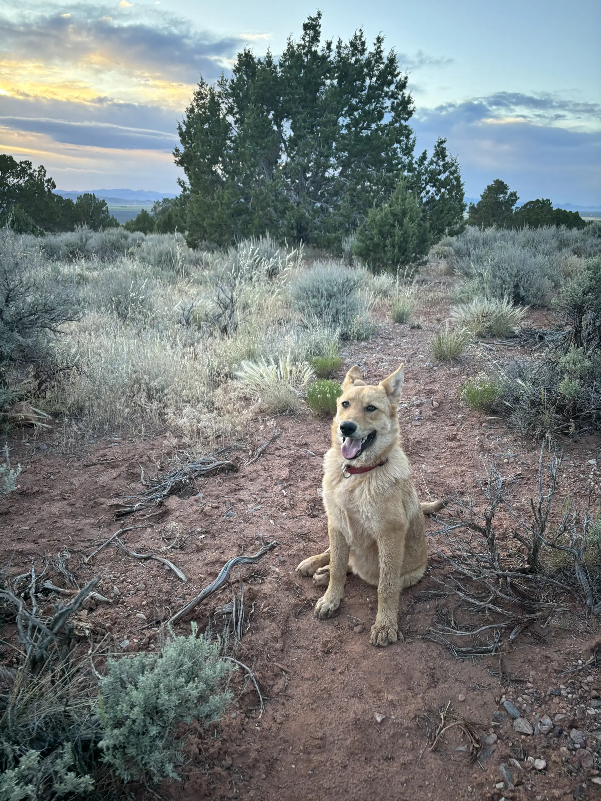 Cinnamon image 2