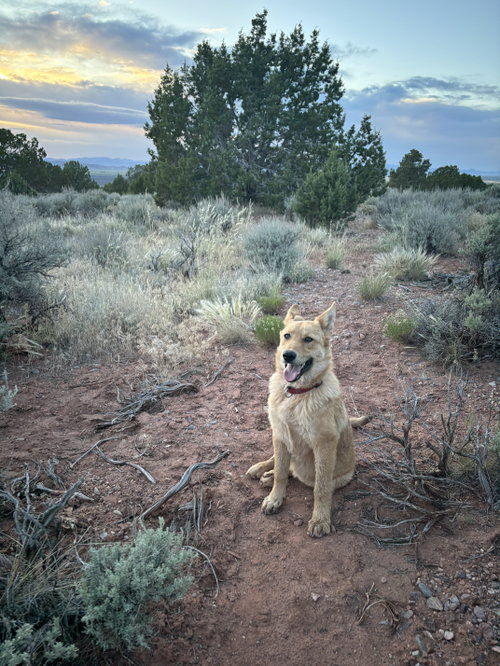 Cinnamon photo 2