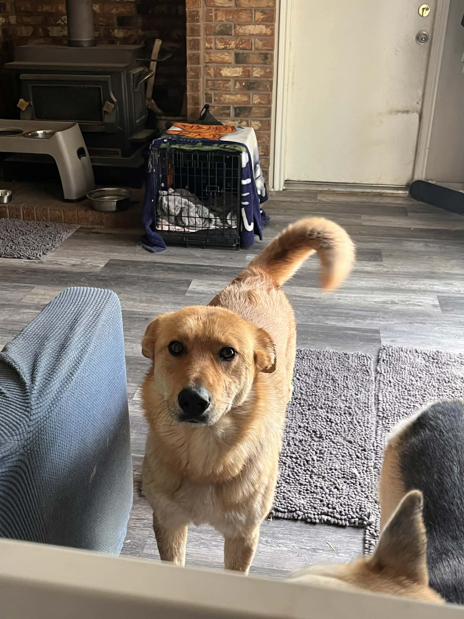 Cinnamon