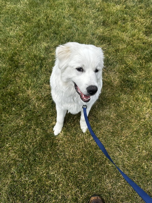 Penny, an adoptable Maremma Sheepdog in Bountiful, UT