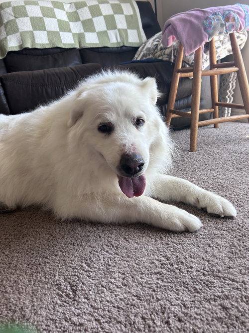 Dakota/Kota, photo 2
