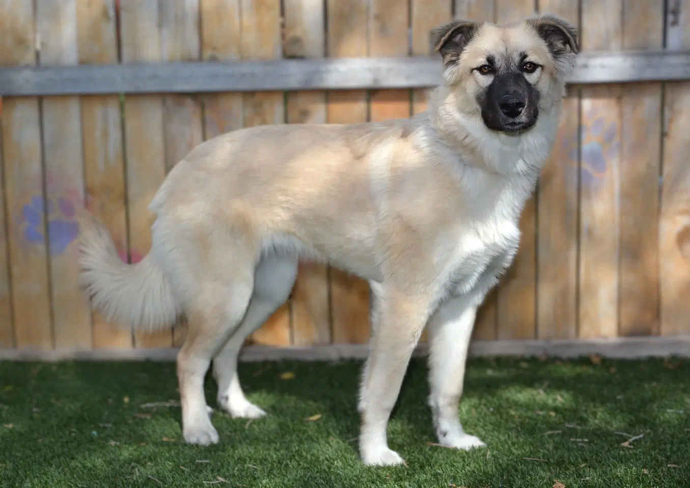Willow - Anatolian Shepherd
