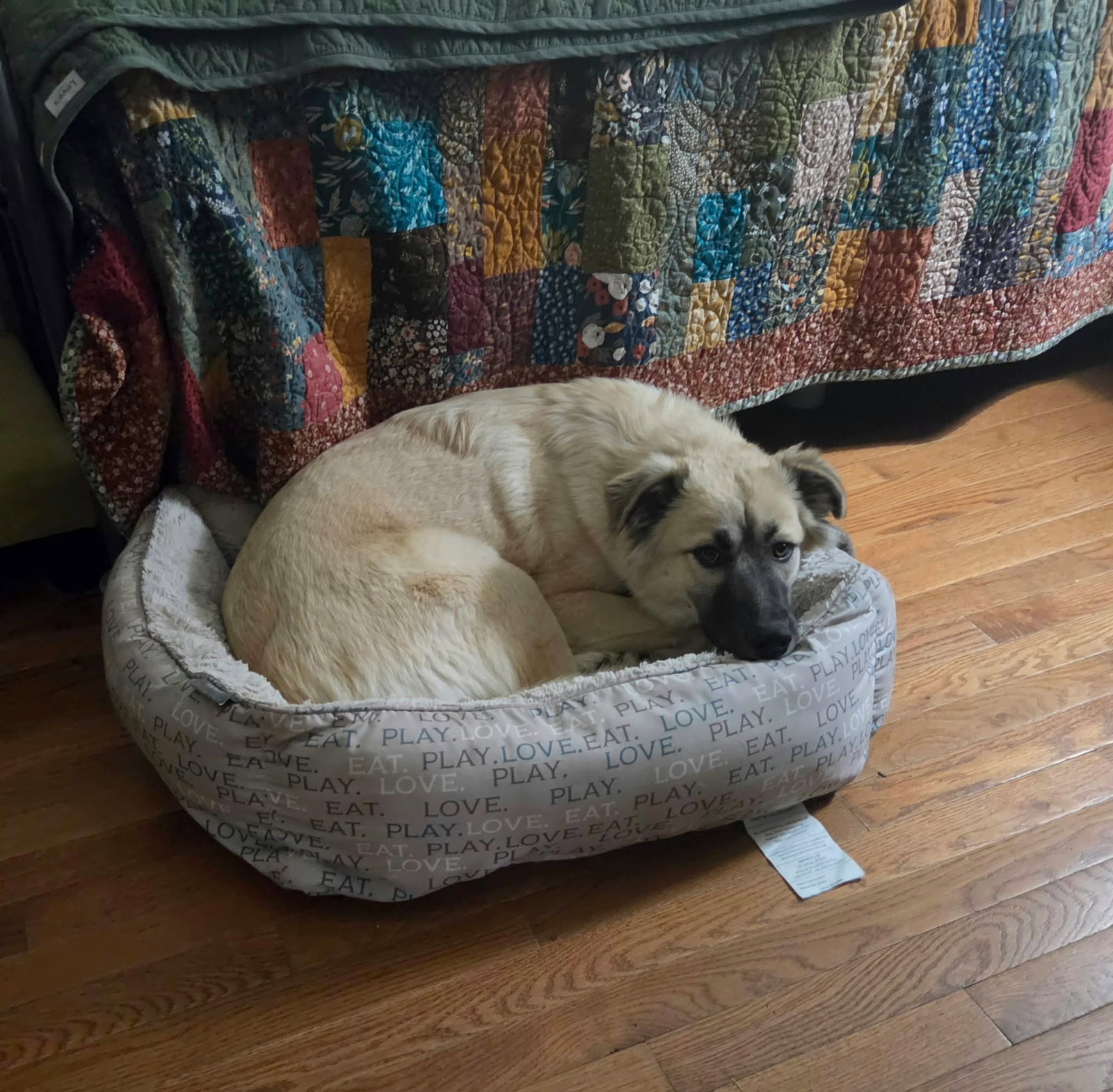 Willow, photo 3