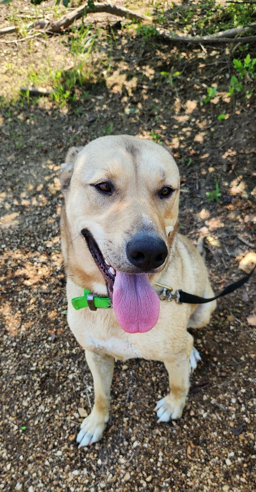 adoptable Dog in Bolivar, MO named Finn