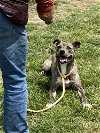 adoptable Dog in bolivar, MO named Dusty