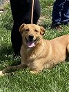 adoptable Dog in , MO named Kevin