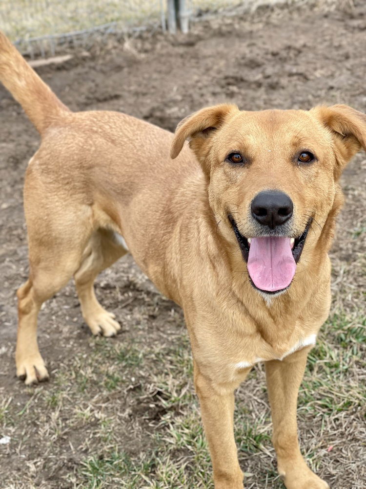 adoptable Dog in Bolivar, MO named Kevin