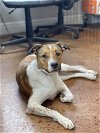adoptable Dog in , MO named Maise