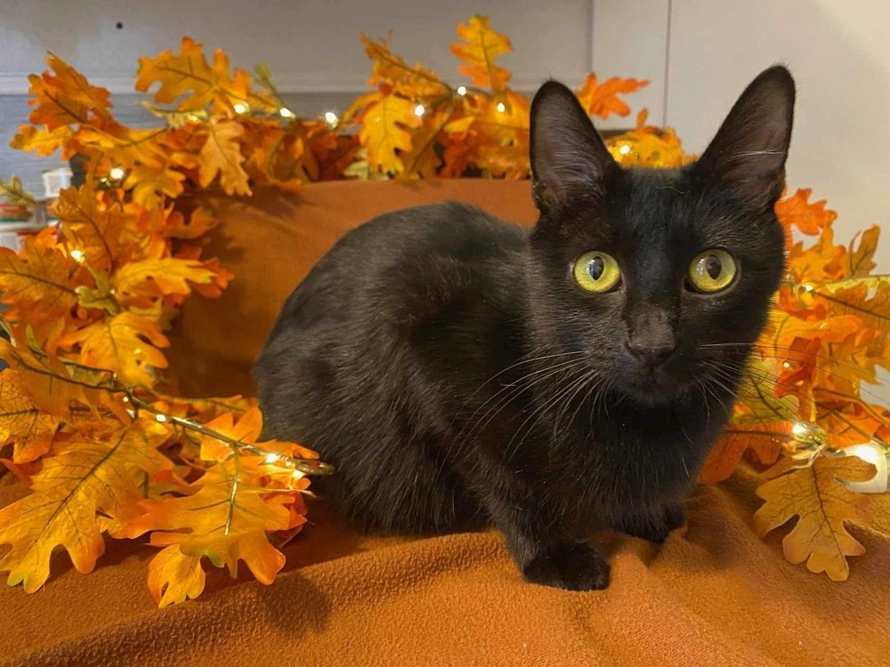 adoptable Cat in Bolivar, MO named Lady Tremaine