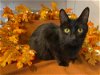 adoptable Cat in , MO named Lady Tremaine