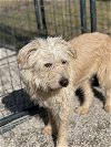 adoptable Dog in bolivar, MO named Butterball