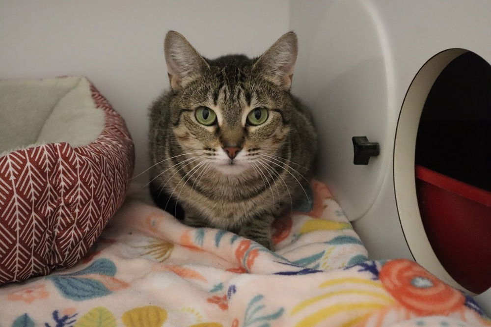 adoptable Cat in Bolivar, MO named Tesehki