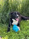 adoptable Dog in bolivar, MO named Mesa