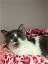adoptable Cat in , MO named Nugget
