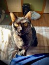 adoptable Cat in bolivar, MO named Peakaboo
