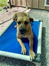 adoptable Dog in bolivar, MO named Cinnamon