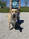 adoptable Dog in  named Mo