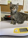adoptable Cat in , MO named Larry
