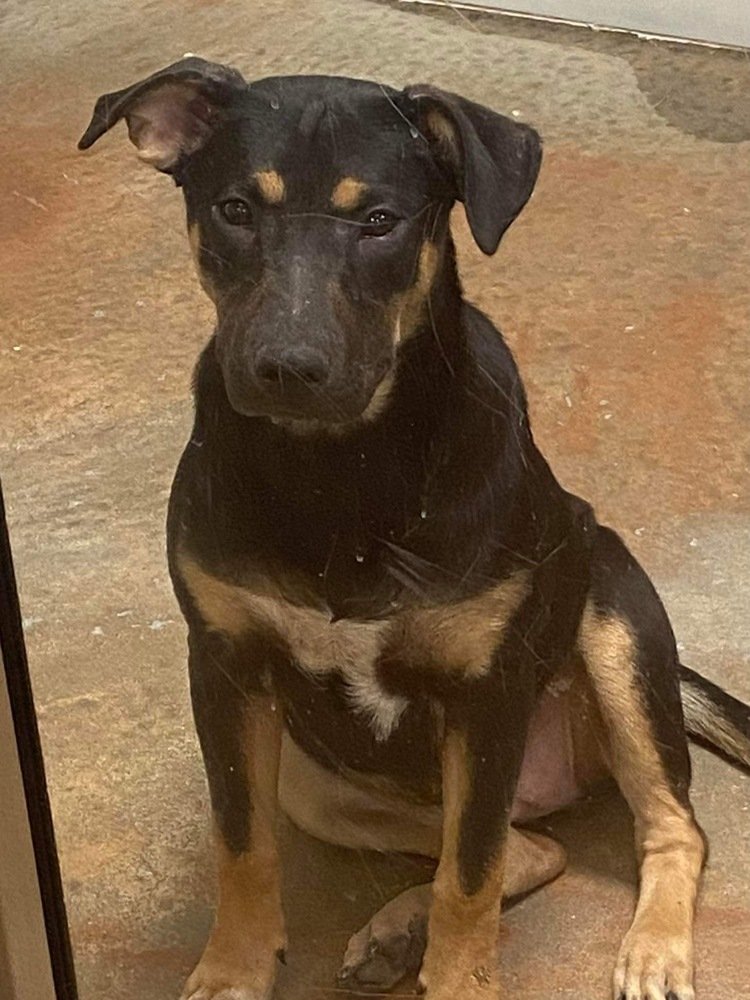 adoptable Dog in Bolivar, MO named Gypsie