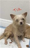 adoptable Dog in bolivar, MO named Tia