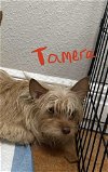 adoptable Dog in bolivar, MO named Tamera